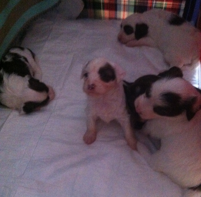 Tibi Welpen mit Zuchtrüde