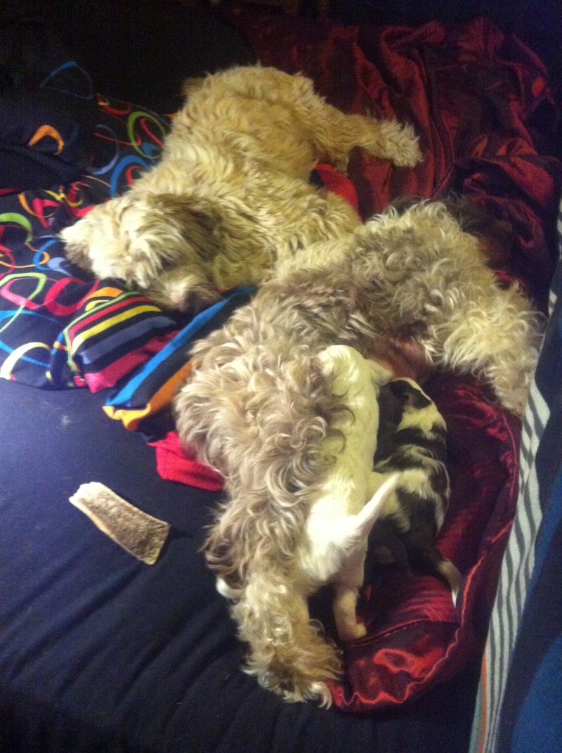 Tibi Welpen mit Zuchtrüde