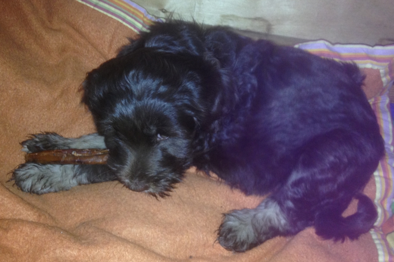 Welpen Beschäftigung