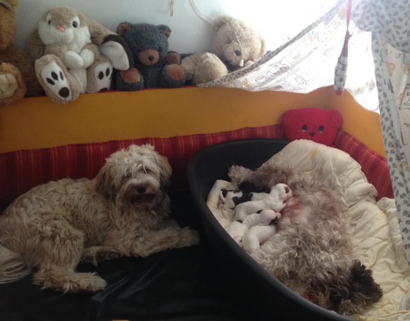 Tibi Welpen mit Zuchtrüde