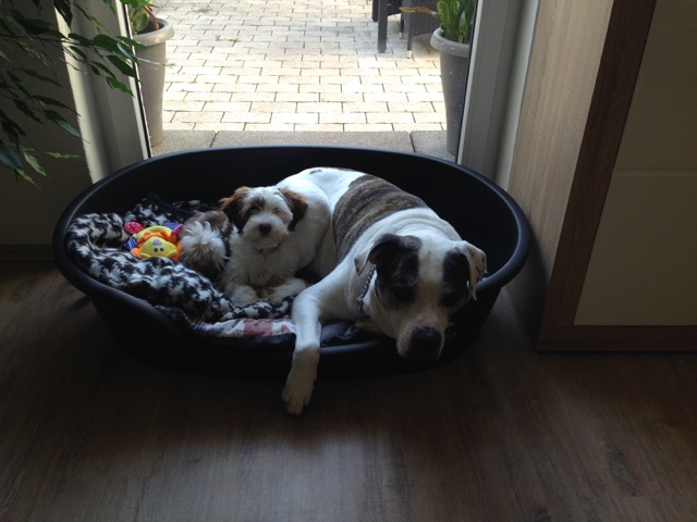 Lilli mit grossem Bruder