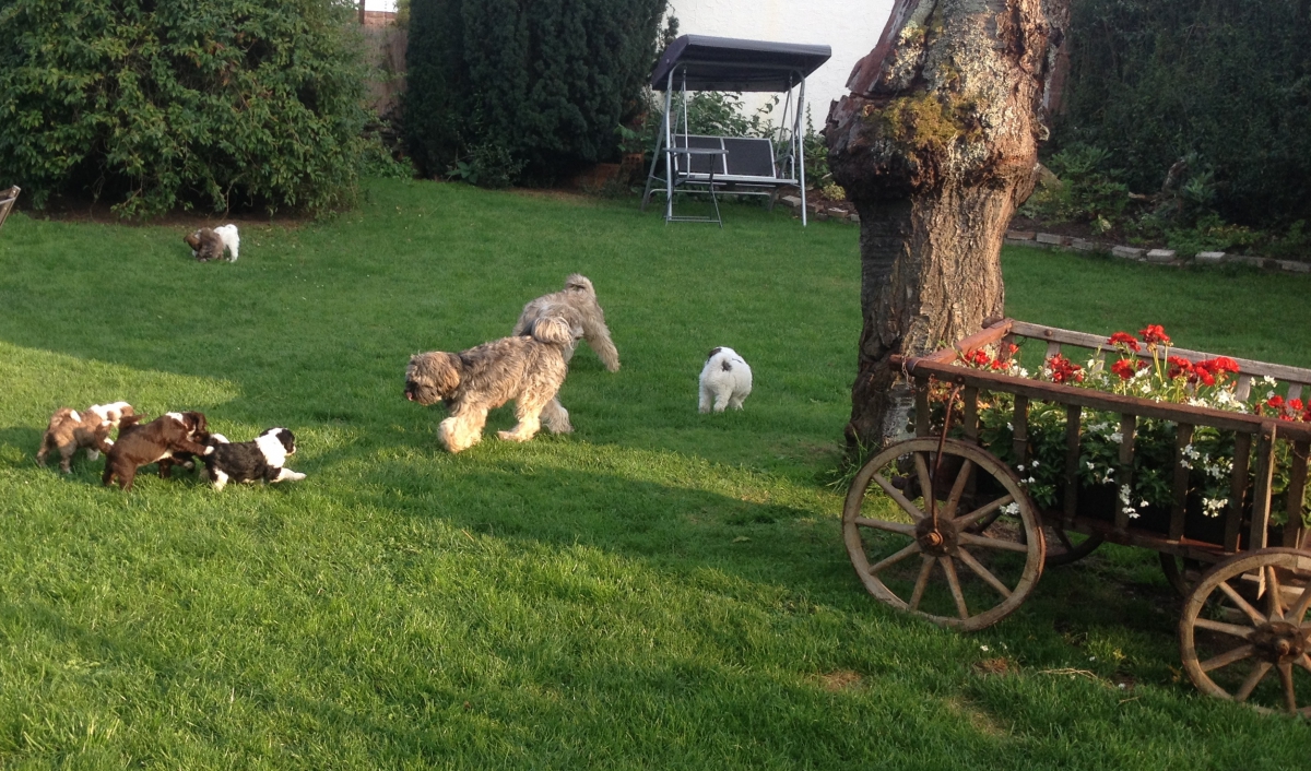 Tibi Welpen im Garten beim Spielen