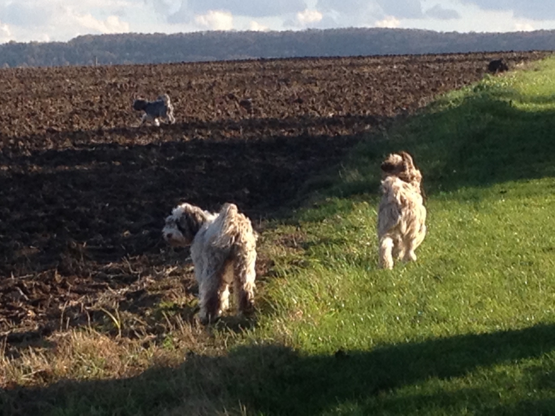 Tibi auf dem Feldern