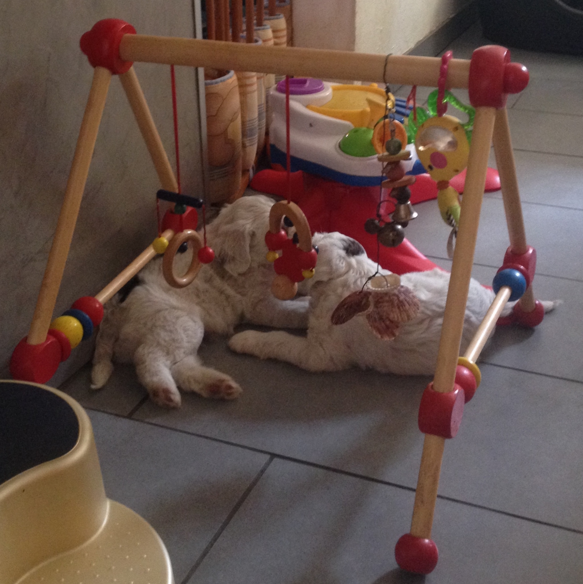 2 Tibi Welpen beim Spiel