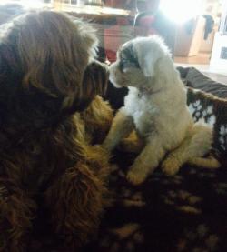 Tibi - groß und klein