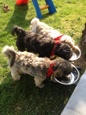 Essenszeit bei unseren Tibis