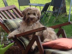 Chaska auf Liegestuhl