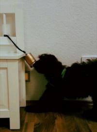 (klick für Video) Chewie