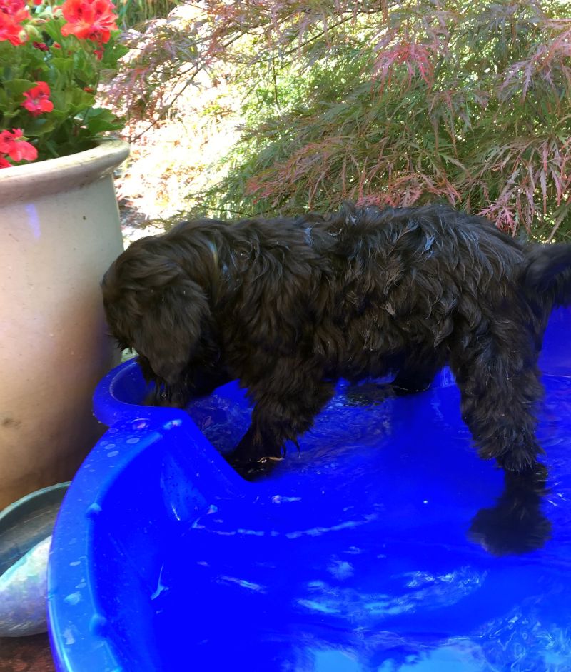 Sir Henry beim Baden